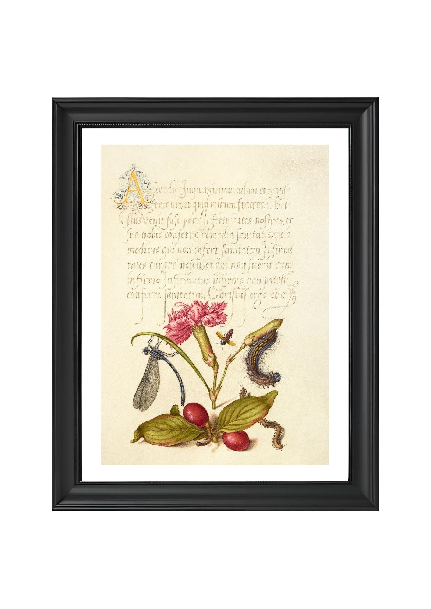 Damselfly, Carnation, Firebug, Caterpillar, Carnelian Cherry, and Centipede