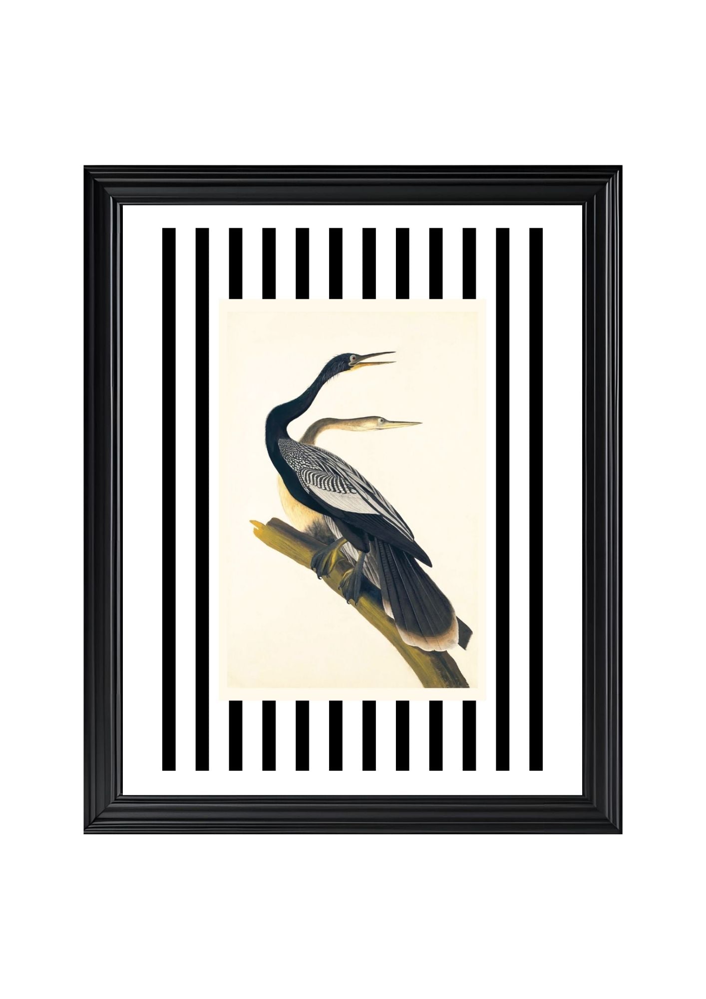 Black Bellied Darter