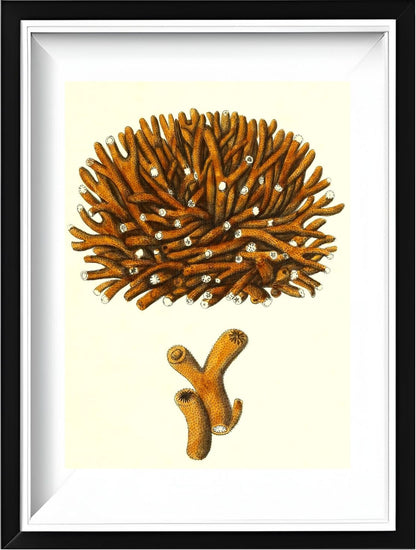 Madrepora flexuofa