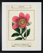 Paeony