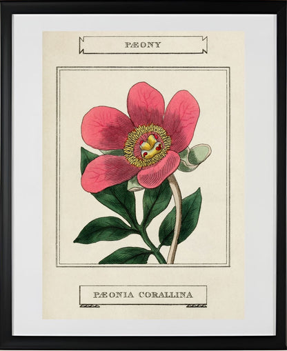 Paeony