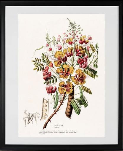 La Poincillade (Poinciana)