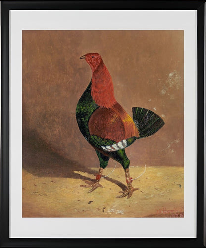 Fighting Cock (2)