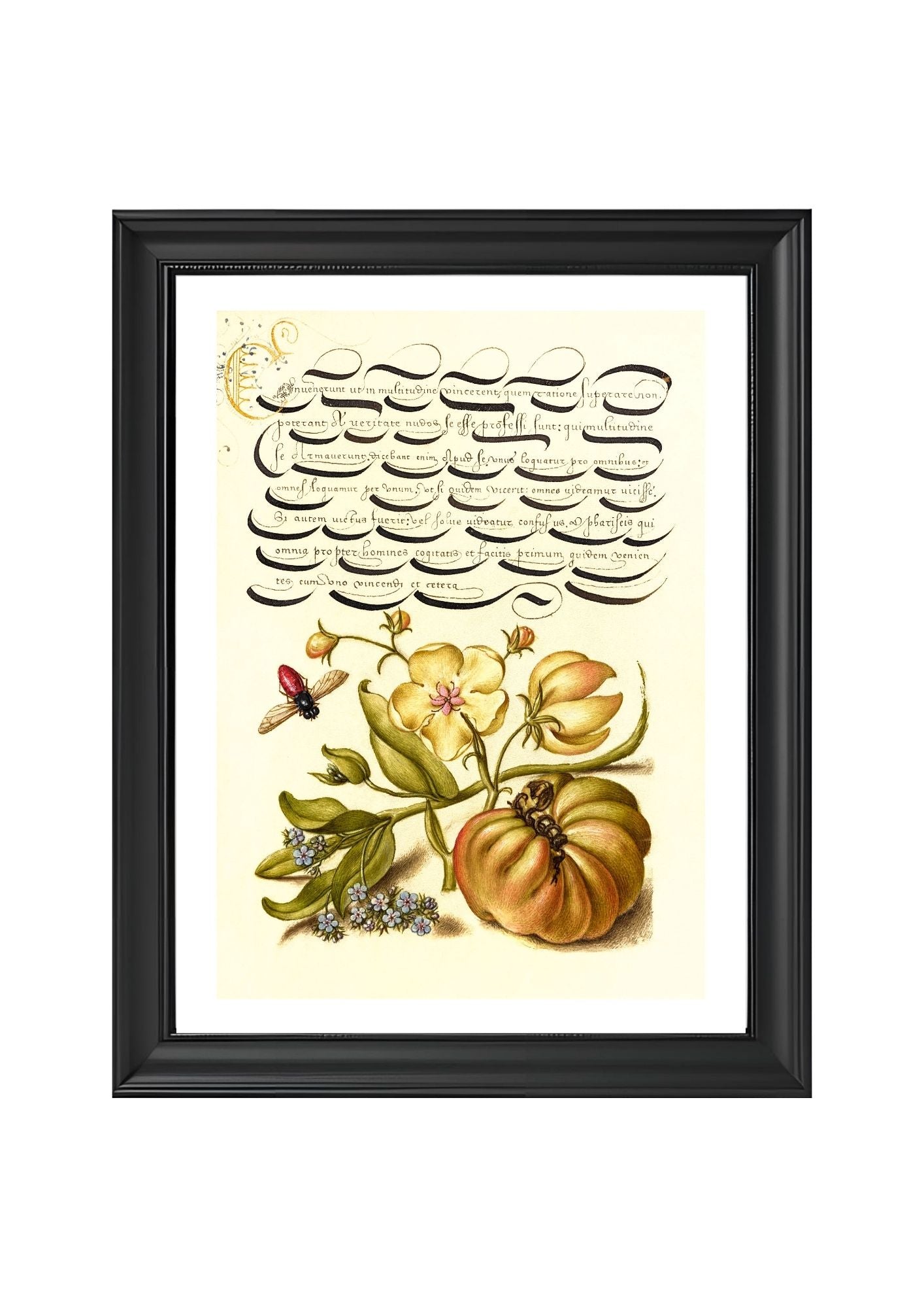 Insect, Moth Mullein, Forget-Me-Not, and Tomato