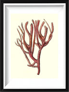 Spongia rubicunda