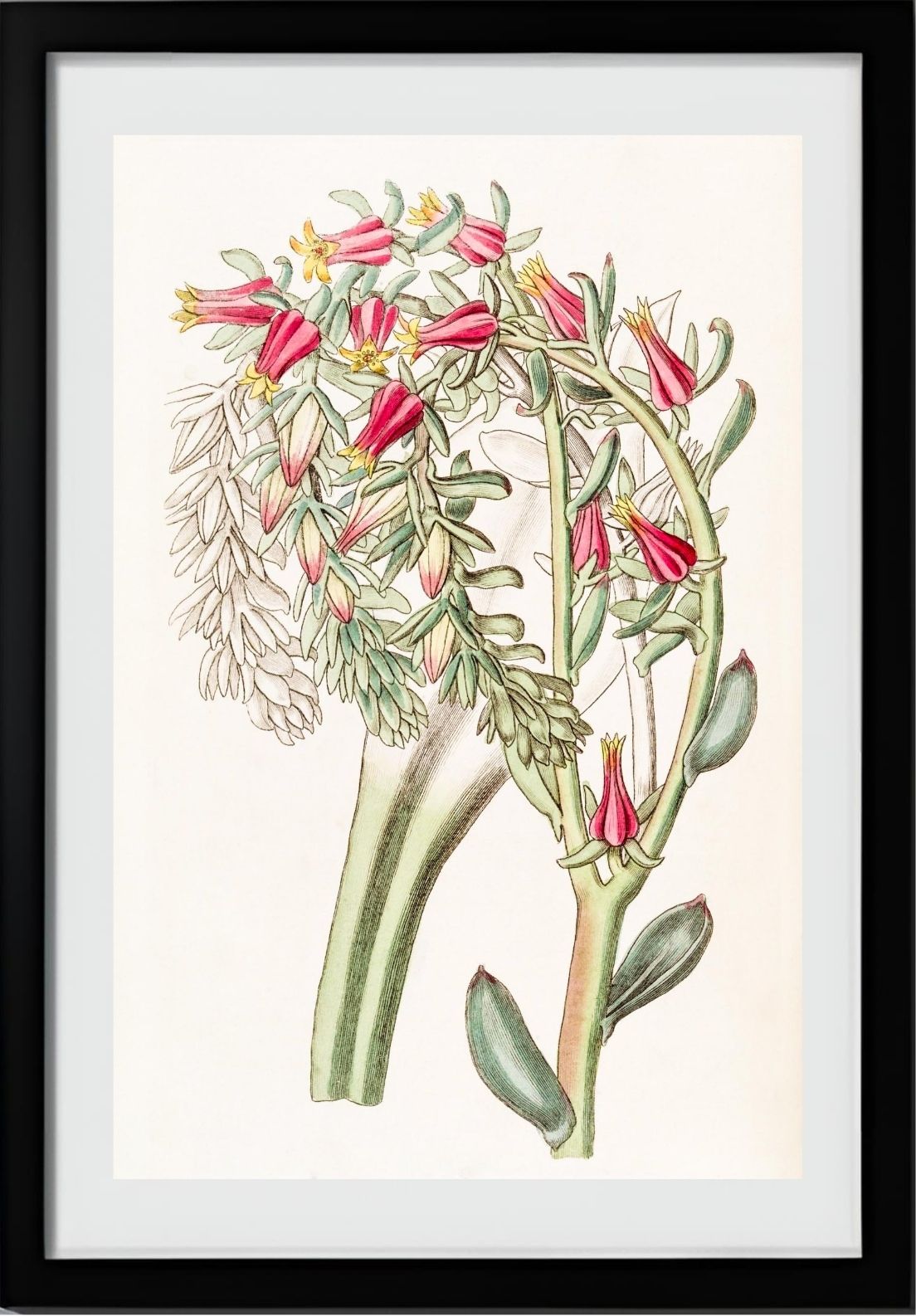 Mr. Scheer's Echeveria