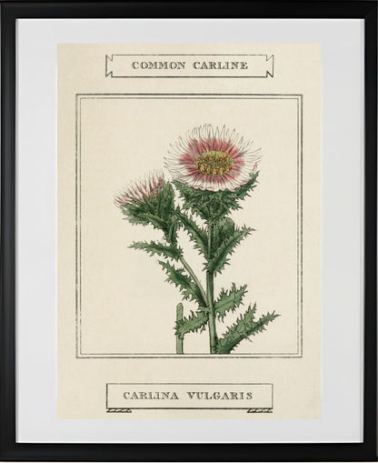 Common Carline