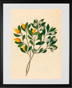 Hexand. Mono (Mimusops Obovata)