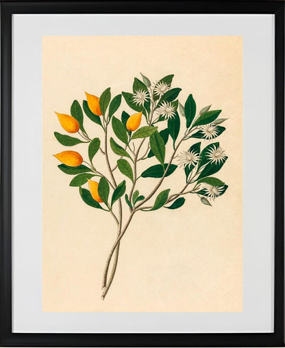Hexand. Mono (Mimusops Obovata)