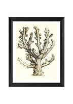 Caryophillia ramea