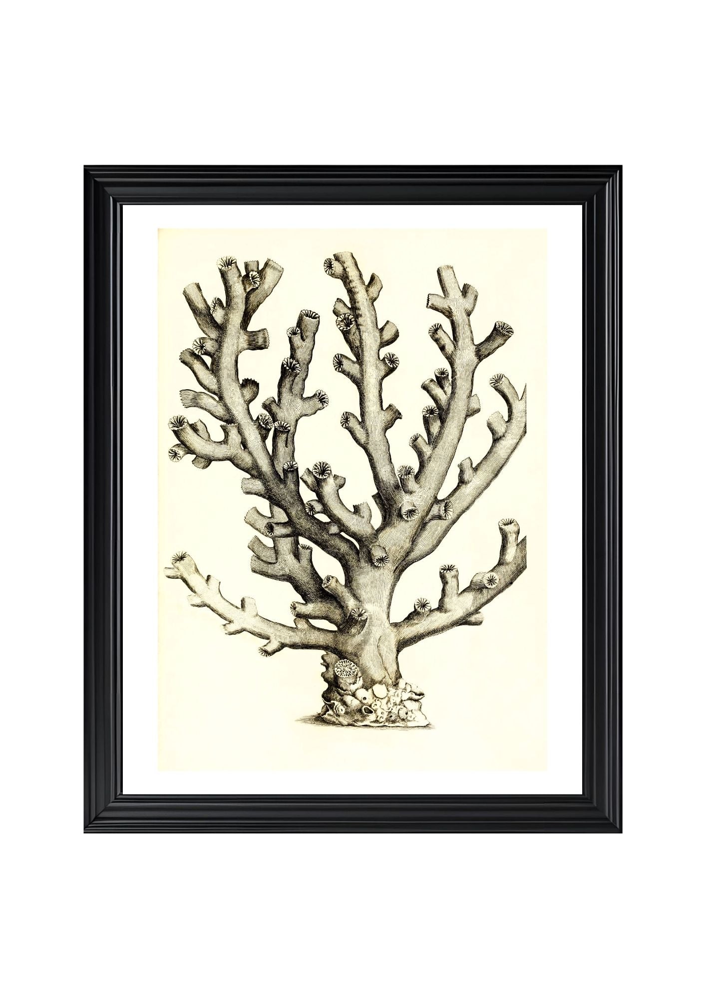 Caryophillia ramea