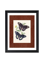 Papilio erechtheus