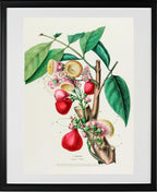 L'Eugenie (Eugenia Jambos)