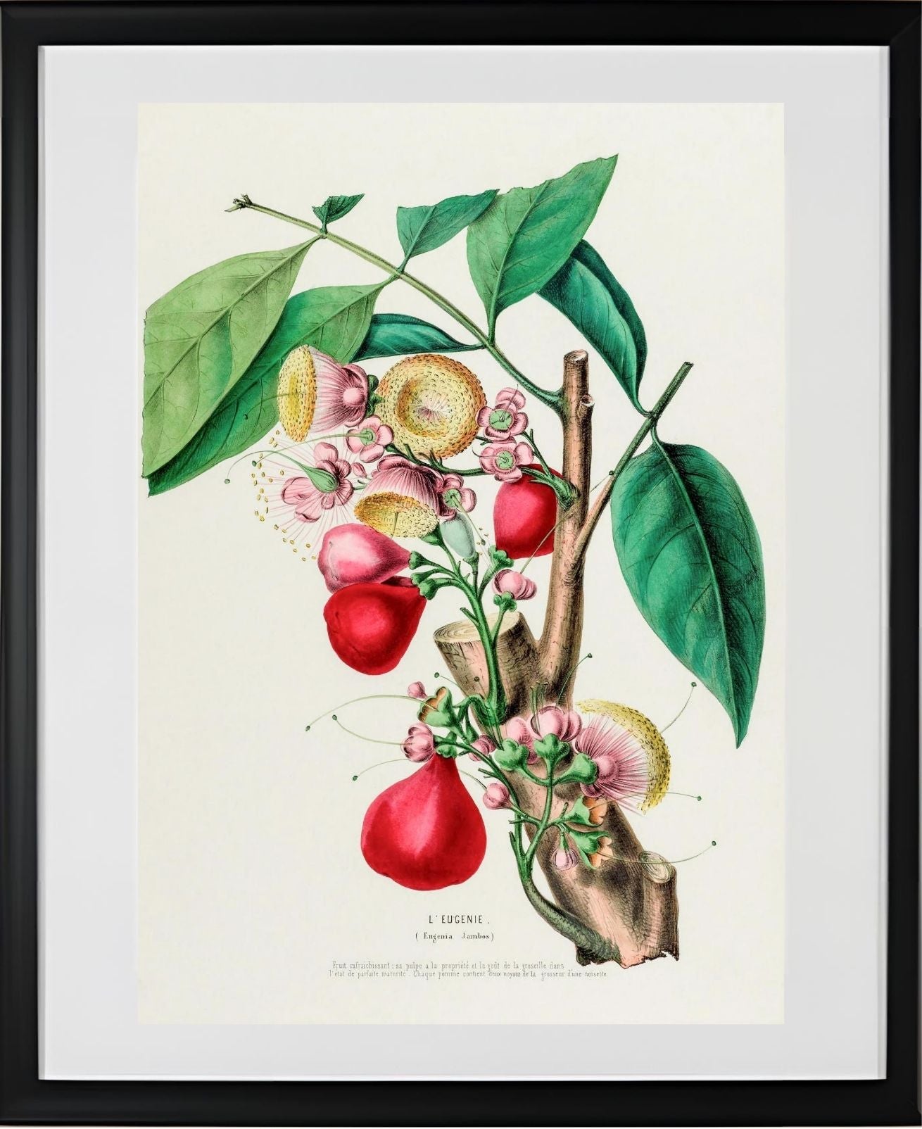 L'Eugenie (Eugenia Jambos)
