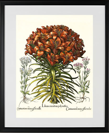 Orange lily, Pink lesser centaury, White centaury