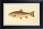 The Rainbow Trout (Adult Male) Salmo-Irideus