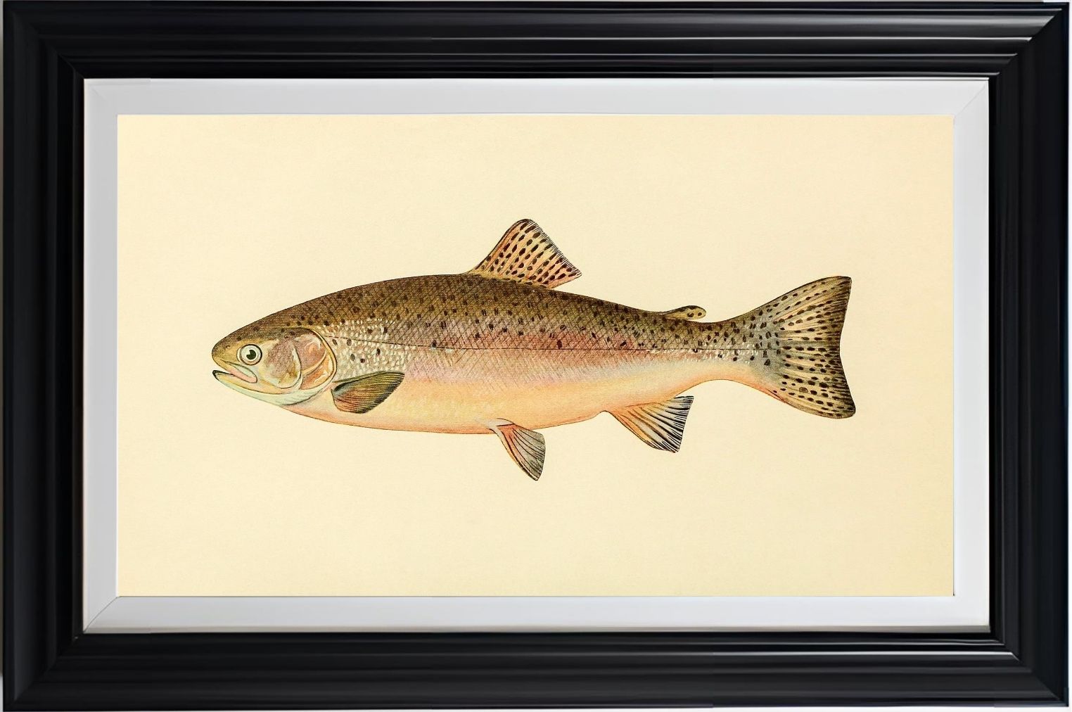 The Rainbow Trout (Adult Male) Salmo-Irideus