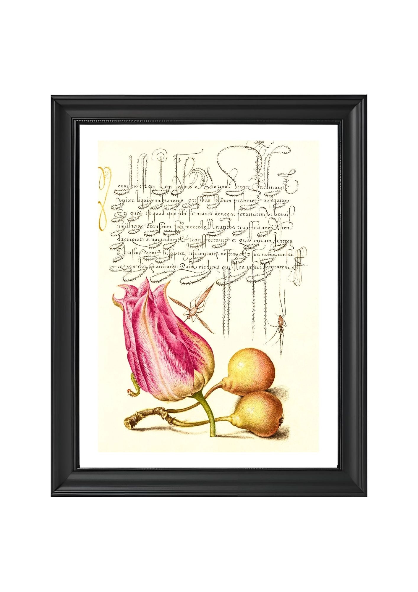 Imaginary Insect, Tulip, Spider, and Common Pear