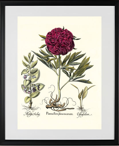 Crimson double-flowered peony, Adder’s-tongue fern