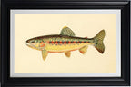 The Golden Trout of Soda Creek, California (Adult Male) Salmo-Gilberti-Whitei