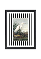 Snowy Egret