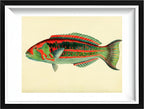 Scarus Georgii