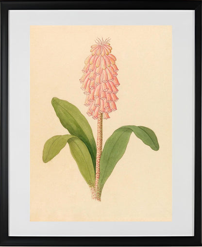 Veltheimia Viridifolia (Veltheimia Bracteata)