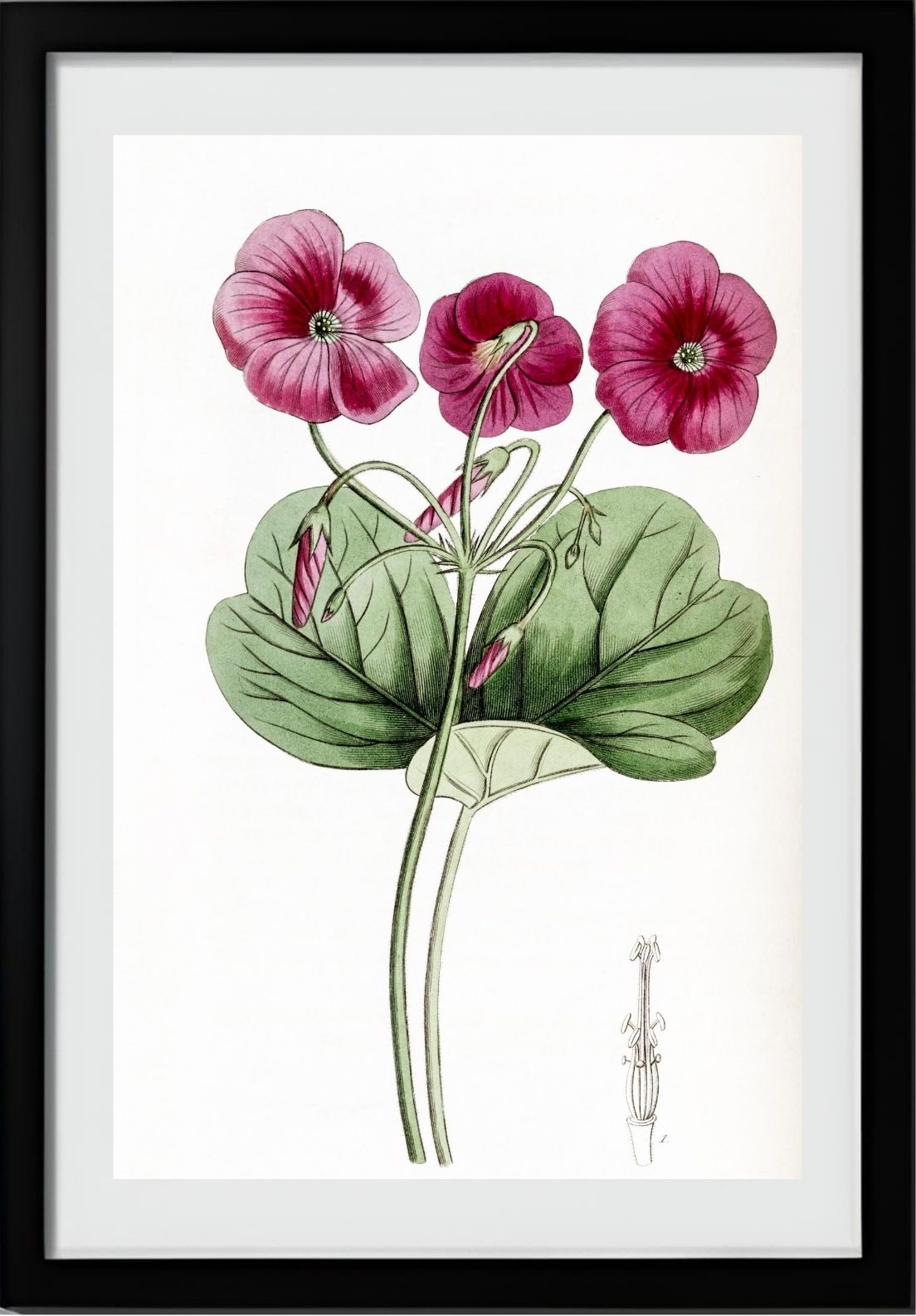 Bowie's Oxalis
