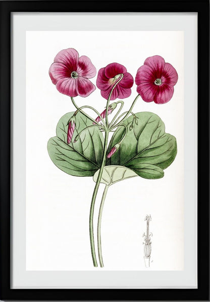 Bowie's Oxalis