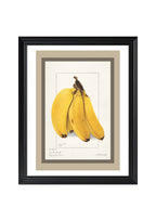 Bananas Musa