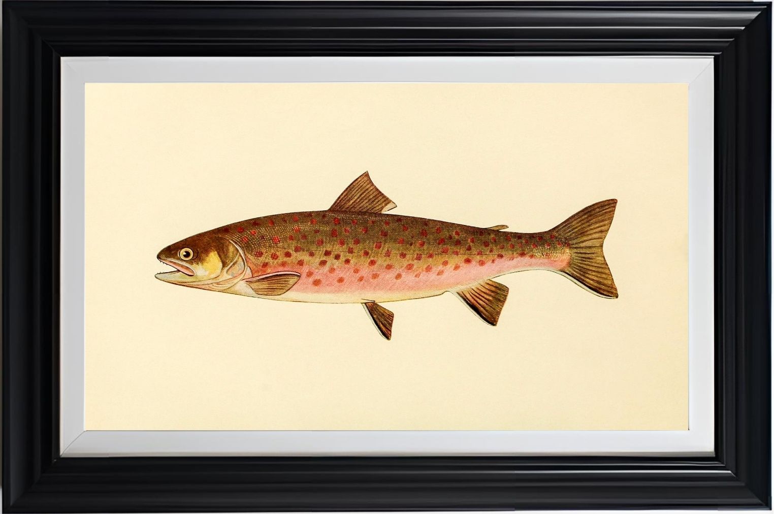 The Dolly Varden Trout (Adult Male) Salvelinus-Parkei
