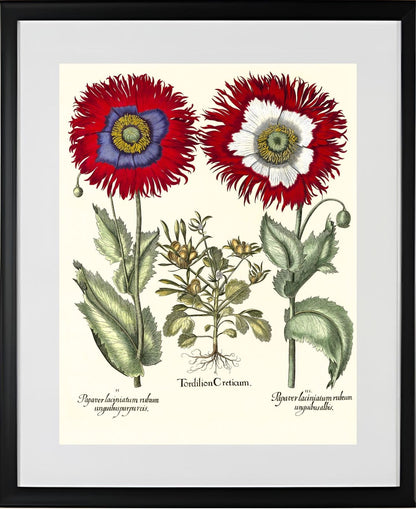 Tordylium Eyed garden poppy with fringed petals
