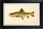 The Brook Trout (Adult Male) Salvelinus-Fontinalis (early spring coloration)