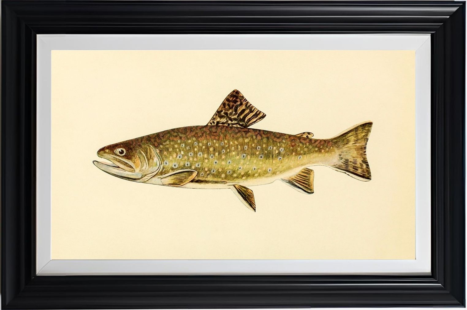 The Brook Trout (Adult Male) Salvelinus-Fontinalis (early spring coloration)