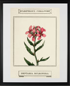 Bulbiferous Coral-Wort