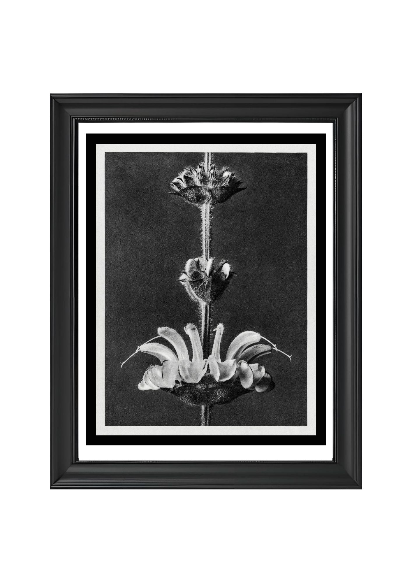 Salvia argentea (Silver Sage)