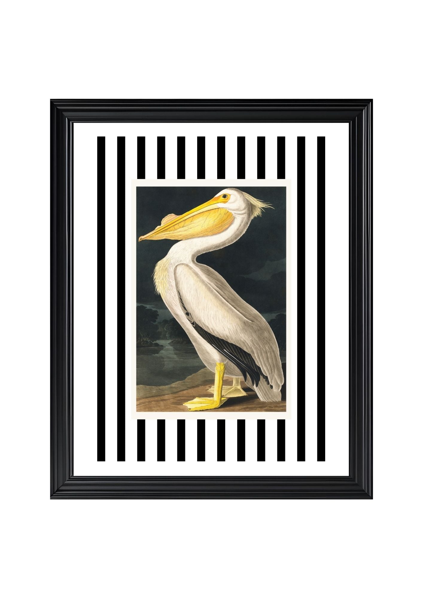 American White Pelican