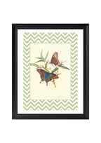 Papilio Peranthus