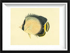 Chaetodon Vagabundus