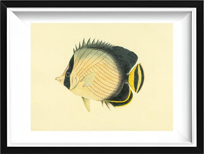 Chaetodon Vagabundus