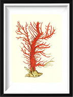 Gorgonia palma