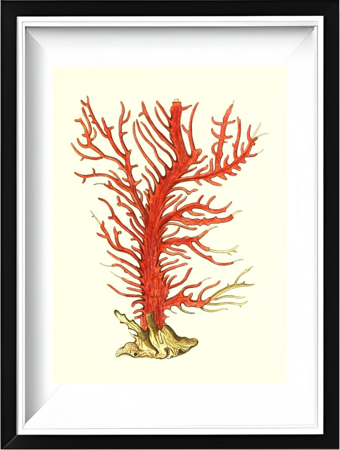 Gorgonia palma
