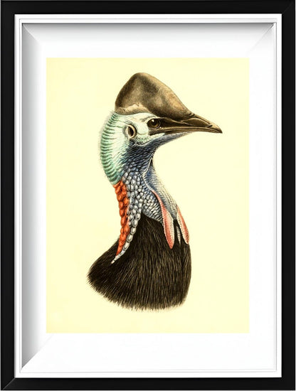 Casuarius Casuarius Salvadorii