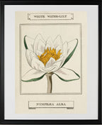 White Water-Lily