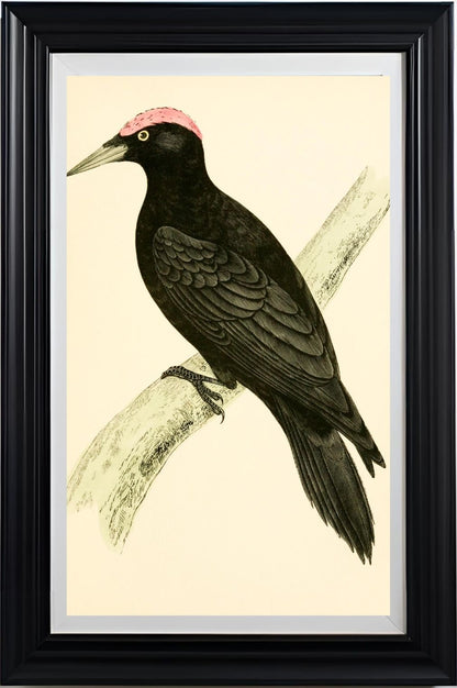 Black Woodpecker