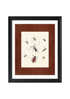 Insects 1
