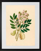 Schotia Nov. Sp (Schotia Latifolia)