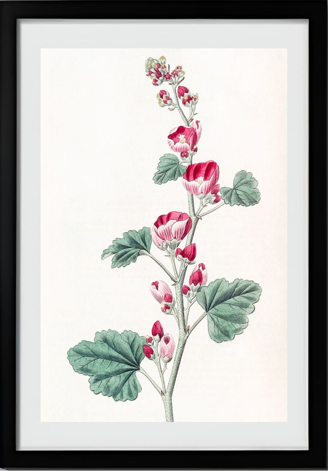 Mr. Munro's Mallow