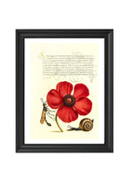 Terrestrial Mollusk, Poppy Anemone, and Crane Fly
