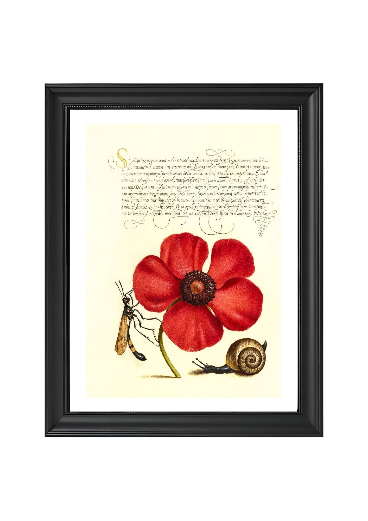 Terrestrial Mollusk, Poppy Anemone, and Crane Fly